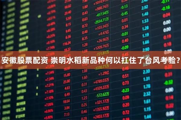 安徽股票配资 崇明水稻新品种何以扛住了台风考验？